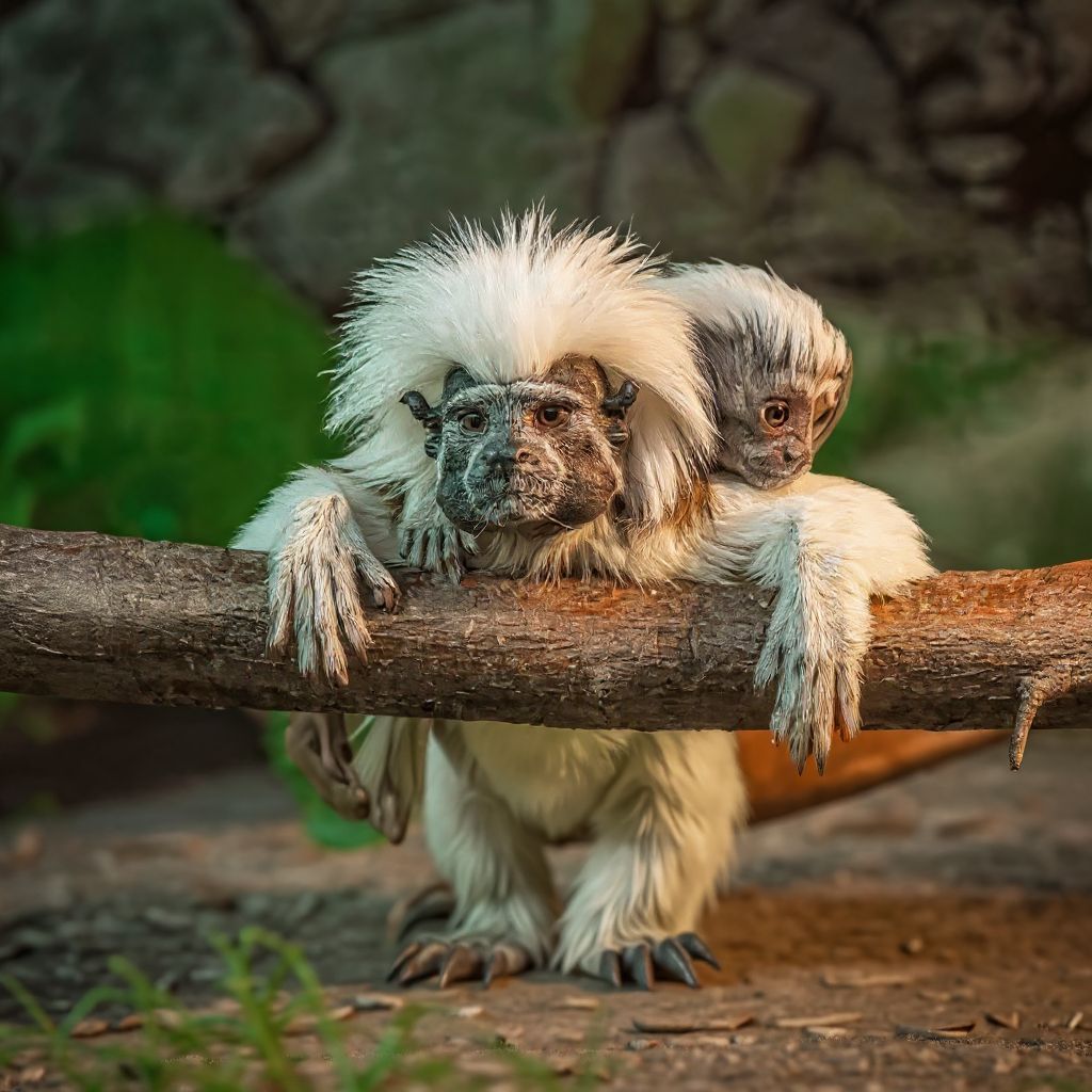 Transformed: Fałszywa opowieść o małpim pochodzeniu człowieka